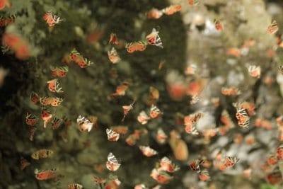 Rhodes Butterfly Valley & GM Castle Tour